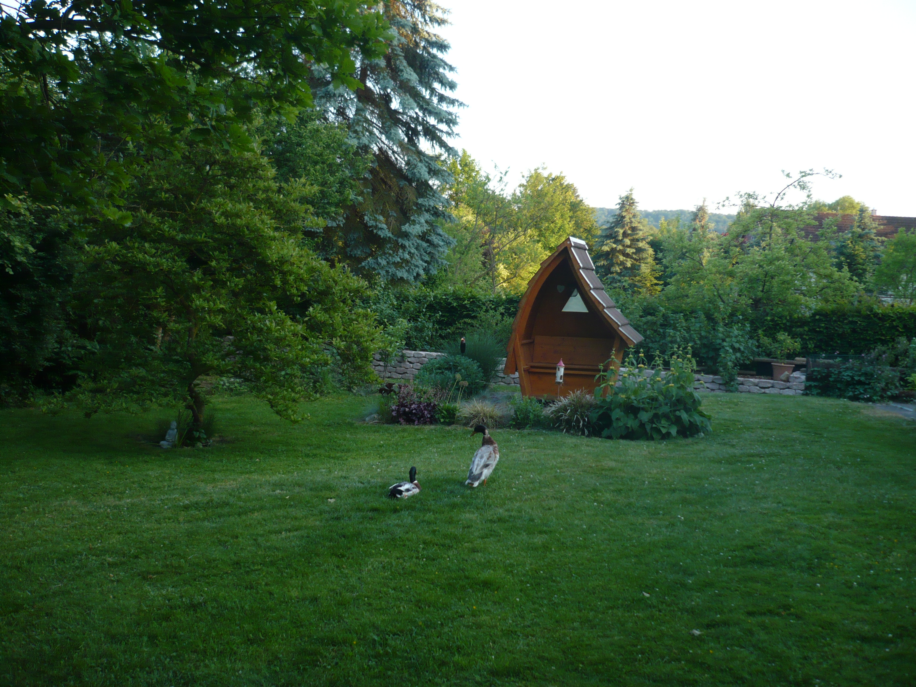 Laufenten